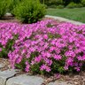 Phlox Subulata Emerald Pink Creeping Phlox