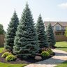 Picea Pungens Fat Albert Colorado Spruce