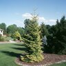Picea Orientalis Skylands Oriental Spruce