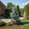 Picea pungens Blue Spruce