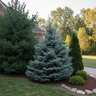 Picea pungens Glauca Blue Spruce