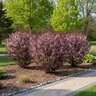 Prunus X Cistena Purple Leaf Sand Cherry