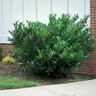 Prunus laurocerasus Schipkaensis English Laurel