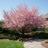 Prunus serrulata Kwanzan Flowering Cherry