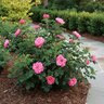 Rosa Rugosa Japanese Rose