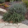 Rosmarinus Officinalis Prostratus Creeping Rosemary
