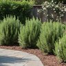 Rosmarinus Officinalis Tuscan Blue Rosemary