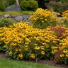 Rudbeckia sullivantii Goldsturm Black-Eyed Susan