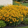Rudbeckia Hirta Black-Eyed Susan