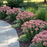 Sedum Spectabile Autumn Joy Sedum