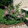 Syringa Pubescens subsp. Patula Miss Kim Downy Lilac
