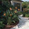 Strelitzia Reginae Bird of Paradise