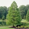 Taxodium Distichum Bald Cypress