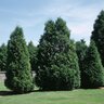 Thuja Occidentalis Nigra Arborvitae