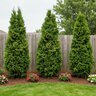 Thuja Occidentalis Holmstrup Arborvitae
