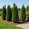 Thuja occidentalis Emerald Green American Arborvitae