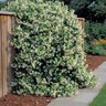 Trachelospermum Jasminoides Star Jasmine