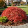 Acer Palmatum var. Dissectum Orangeola Cutleaf Japanese Maple