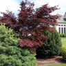 Acer Palmatum Sherwood Flame Japanese Maple