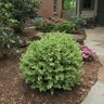 Buxus Sempervirens Variegata American Boxwood