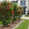 Callistemon Rigidus Red Cluster Bottlebrush