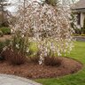 Prunus Subhirtella Snow Fountains Weeping Higan Cherry