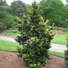 Chamaecyparis Obtusa Confucius Hinoki Cypress 