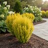 Berberis Thunbergii Sunjoy Gold Pillar Japanese Barberry