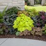 Heuchera Villosa Citronelle Coral Bells