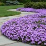 Phlox Subulata Purple Beauty Phlox