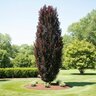 Fagus Sylvatica Red Obelisk Beech