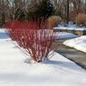 Cornus Stolonifera Color Choice Arctic Fire Red Twig Dogwood