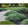 Juniperus Procumbens Green Mound Japanese Garden Juniper