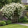 Rosa Banksiae Alba Plena White Lady Banks Climbing Rose