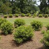 Myrica Cerifera Dons Dwarf Wax Myrtle