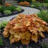 Heuchera x Caramel Proven Winners Coral Bells