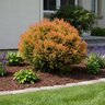 Thuja Occidentalis Fire Chief Arborvitae
