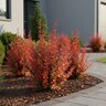 Berberis Thunbergii Orange Rocket Japanese Barberry