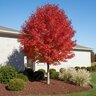 Acer Rubrum Redpointe Red Maple