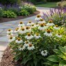 Echinacea Purpurea PowWow White Coneflower