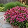 Echinacea Purpurea PowWow Wild Berry Coneflower
