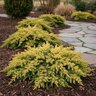 Juniperus conferta Golden Pacific Shore Juniper