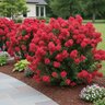 Lagerstroemia X Enduring Summer Red Crape Myrtle