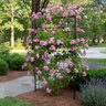 Rosa X Peggy Martin Climbing Rose