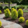 Platycladus (Thuja) orientalis Morgan Chinese Arborvitae
