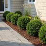 Buxus microphylla Sprinter Proven Winners Boxwood