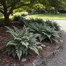 Athyrium Niponicum var. Pictum Japanese Painted Fern