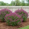Syringa x Bloomerang Dark Purple Proven Winners Lilac