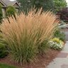Calamagrostis x acutiflora Karl Foerster Feather Reed Grass
