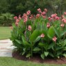 Canna X Generalis Canna Lily